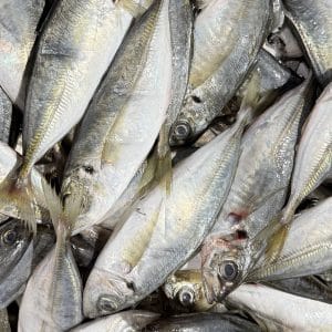 3 බෝල්ලෝ / Bolla Fish  1kg