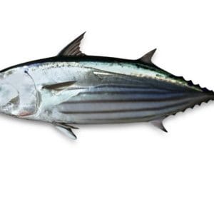3 බලයා 1kg