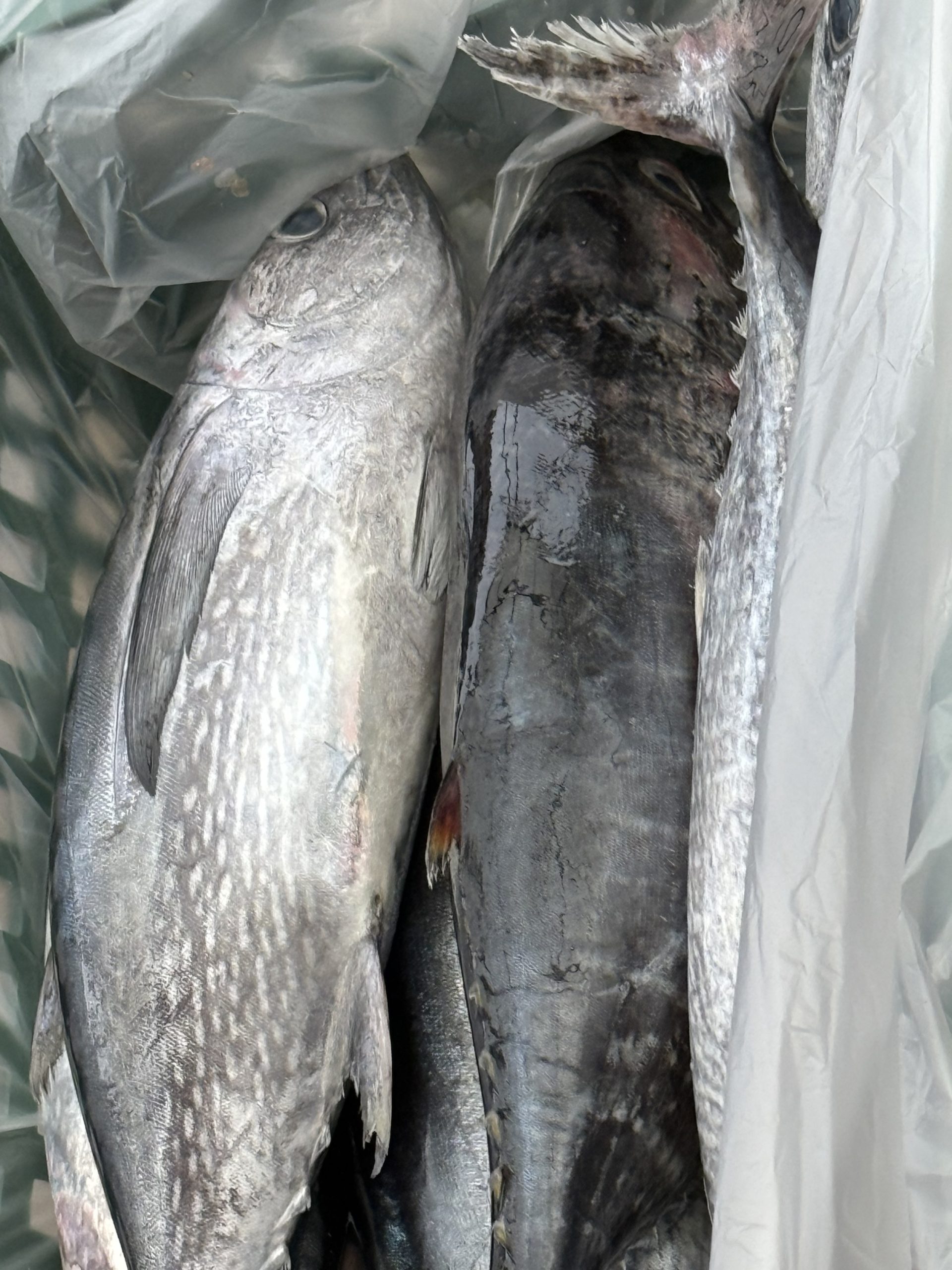 3. කෙළවල්ලෝ ( පොඩි ) කපපු පෙති 1kg - Image 3