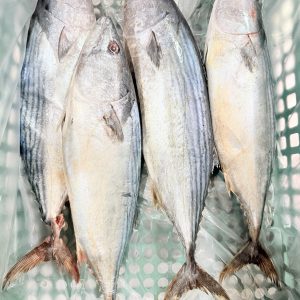 3.   තෝර බලයා 5kg